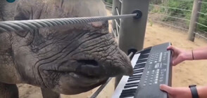 Носорог в зоопарка в Денвър свири на пиано (ВИДЕО)