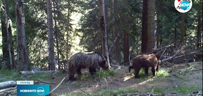 Заснеха уникални кадри с мечки в Родопите (ВИДЕО)