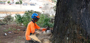 Спират безконтролната сеч на горите в България (ВИДЕО)