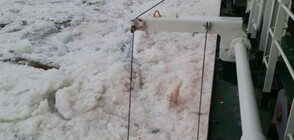 Руски моряци спасиха куче, заседнало в плаващи ледове (ВИДЕО)