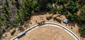 Пътешествието на стадо слонове (ГАЛЕРИЯ)