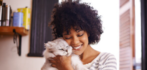 Какви са взаимоотношения ви с вашата котка (ГАЛЕРИЯ)