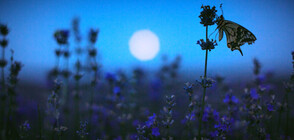 В нощта срещу Еньовден небето се отваря и стават чудеса