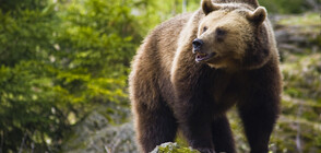 Все още няма разрешение за отстрел на мечката, ранила жена край Белица