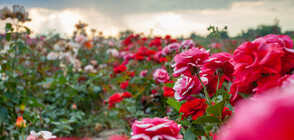 ЕК одобри 3 млн. лева държавна помощ за розопроизводителите