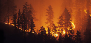 Продължава да гори боровата гора край Свиленград (ВИДЕО)