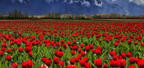 Най-впечатляващите градини по света (ГАЛЕРИЯ)