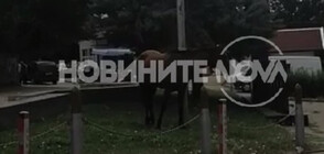 Гавра с кон: Завързаха животното за пилон на българското знаме (ВИДЕО)