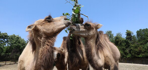 Четири двугърби камили пристигнаха в столичния зоопарк (ВИДЕО+СНИМКИ)