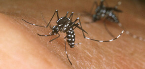 Могат ли комарите да ни заразят с опасни болести (ВИДЕО)