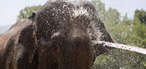 Как се разхлаждат животните в Софийския зоопарк (ГАЛЕРИЯ)