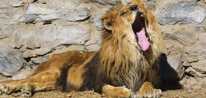 Ранен ли е лъвът в зоопарка в Разград?