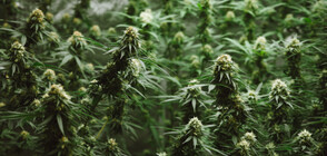 Откриха оранжерия с марихуана във варненско село