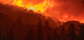 Пожар горя в горски масив край Хисаря