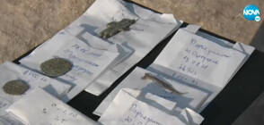 Какви са новите археологически открития от Перперикон (ВИДЕО)