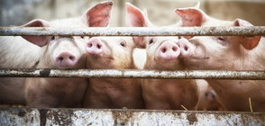 Установено е огнище на африканска чума по свинете в Пловдивско