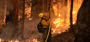 Пожар в Калифорния се разраства към езерото Тахо (ВИДЕО+СНИМКИ)