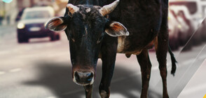 Крави затрудняват движението на Околовръстното в София (ВИДЕО)