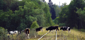 Влак блъсна стадо крави край Стамболово