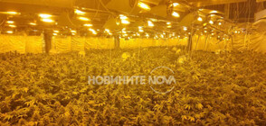 Хванаха марихуана за над 1 млн. лева в София (ВИДЕО+СНИМКИ)