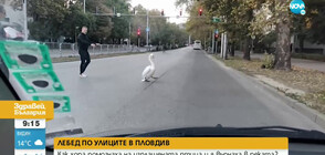 Мъж спаси лебед на натоварен булевард в Пловдив (ВИДЕО)