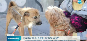 Инициатива в Пловдив насърчава осиновяването на бездомните кучета