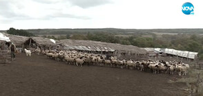 Заплахи и унищожена земеделска техника след спор между животновъди в Ново Паничарево