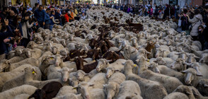 Овце задръстиха улиците на Мадрид (ВИДЕО)