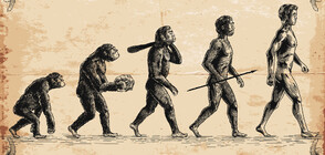 Откриха причината за смаляването на мозъка на съвременния човек