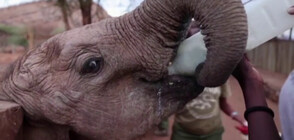 Новородени слончета в Кения се хранят с козе мляко (ВИДЕО)
