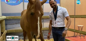 Историята на Пейо - единственият в света медицински кон (ВИДЕО)