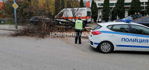 Джип събори дърво в Пловдив, то падна върху трима пешеходци (ВИДЕО+СНИМКИ)