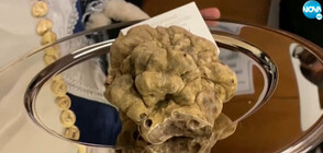 КУЛИНАРНО ЗЛАТО: Продадоха трюфел за 103 хил. евро (ВИДЕО)