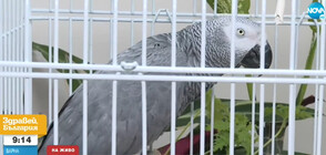 Служители на Агенция „Митници” спасили избягалия папагал Джаро (ВИДЕО)