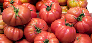 Битката за розовия домат: Куртовският сорт се отглежда у нас повече от век