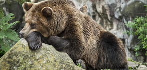 На Андреевден мечките заспиват зимен сън (ВИДЕО)
