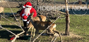 Дядо Коледа раздава подаръци в зоопарка в Бургас (ВИДЕО+СНИМКИ)