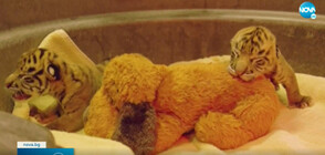 Тигърчета от застрашен вид се родиха в Далас (ВИДЕО)