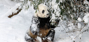 ЗАБАВЛЕНИЕ: Пандите от зоопарка във Вашингтон се пързаляха в снега (ВИДЕО)