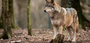 Вълци нападат ферми във Варненско
