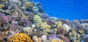 Девствен коралов риф е открит край бреговете на Таити