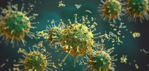 УЧЕНИ: Ниският брой N-антитела срещу COVID-19 не показва по-нисък имунитет