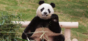 Учени откриха защо дебелеят пандите въпреки растителната си диета