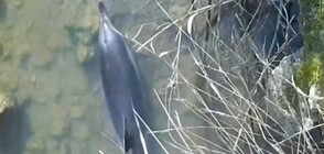 Спасиха делфин, заседнал в плитчините край Бургас (ВИДЕО)