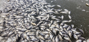 Откриха живак в река на германско-полската граница, хиляди риби измряха (СНИМКИ)
