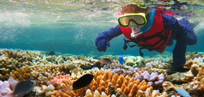 Австралия отделя колосална сума за защита на Големия бариерен риф