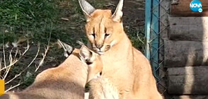 За Свети Валентин: Събраха единствената двойка каракали у нас