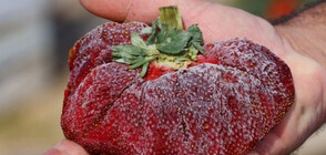 289-грамова ягода влезе в Рекордите на Гинес (ВИДЕО+СНИМКИ)