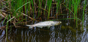 Извадиха 20 тона умряла риба от язовир край Аксаково (СНИМКИ)