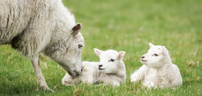 Овцевъди държат животните на тъмно и студено - пестят от сметки
